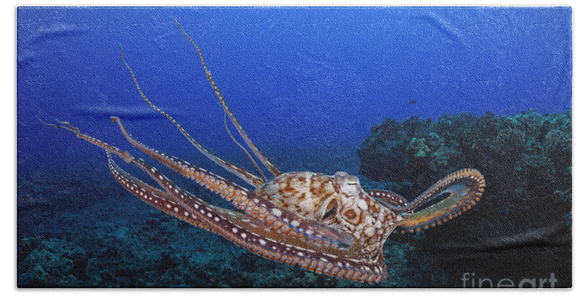 Day Octopus Hand Towel featuring the photograph Octapus Cyanea by Dave Fleetham