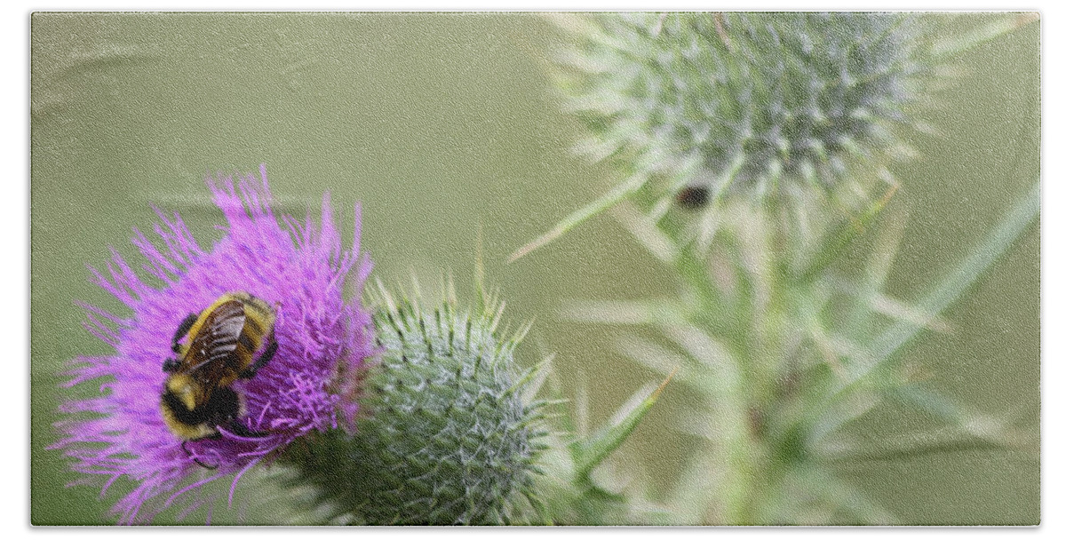 Thistle Bath Towel featuring the photograph Thistle and Bee 1 by John Meader