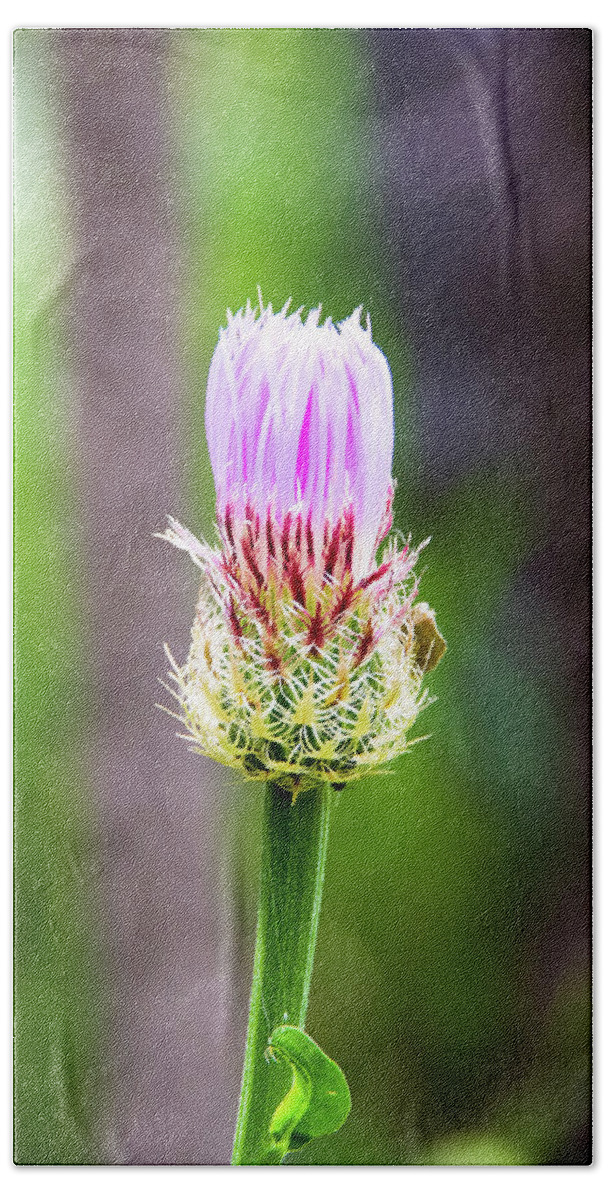 Canyon Bath Towel featuring the photograph Thistle in the Canyon by Adam Reinhart