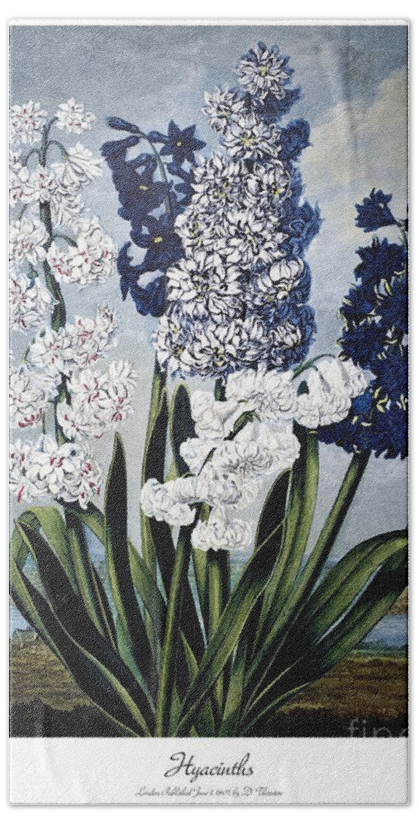 1801 Hand Towel featuring the painting Hyacinths by Sydenham Teak Edwards