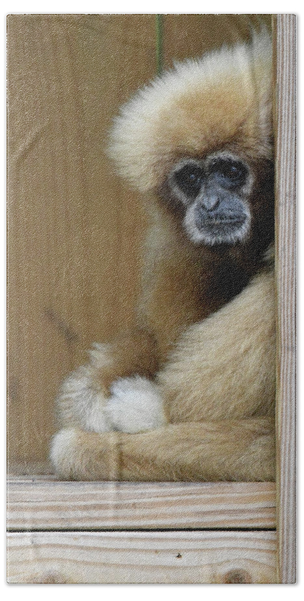 Monkey Bath Towel featuring the photograph Thoughtful by Artful Imagery