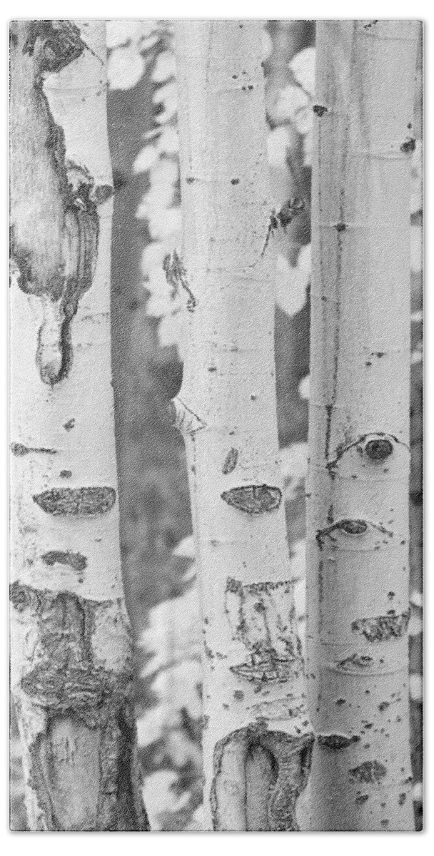 Trees Hand Towel featuring the photograph Three Aspens In Black and White by James BO Insogna