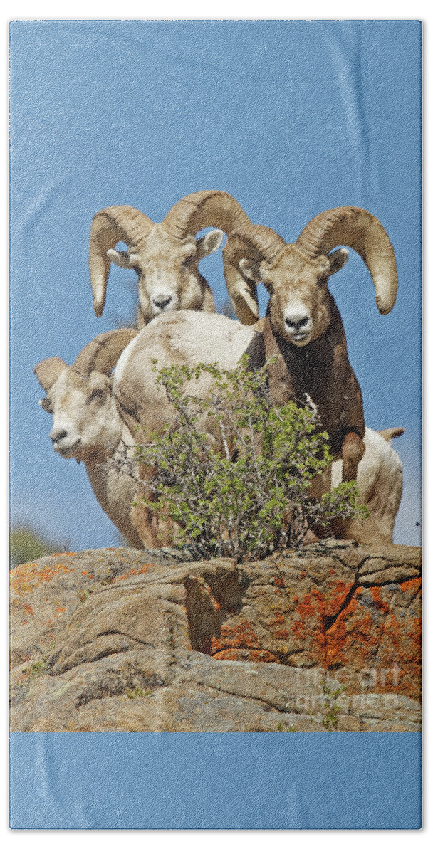 Bighorn Sheep Hand Towel featuring the photograph Three Big Boy Colorado Rams by Natural Focal Point Photography