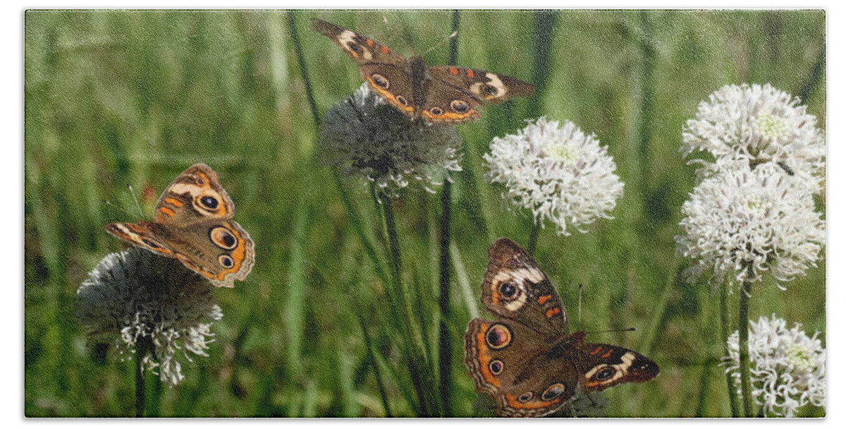 Nature Bath Towel featuring the photograph Three Buckeye Butterflies on Wildflowers by Sheila Brown