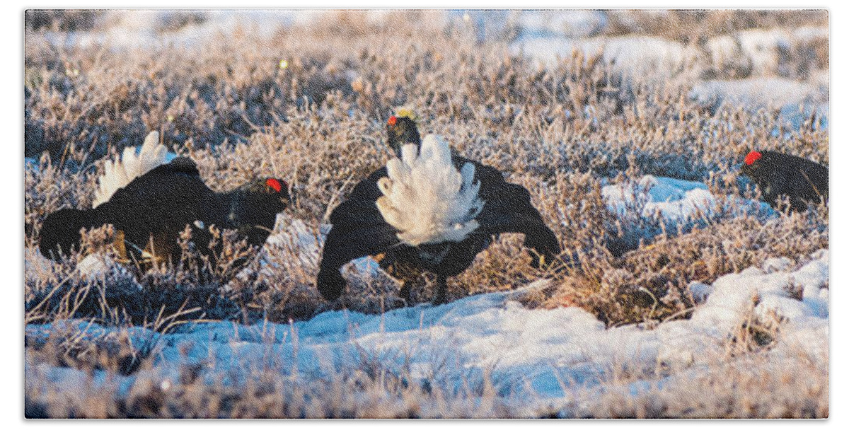 Black Grouse Bath Towel featuring the photograph Three Combats by Torbjorn Swenelius