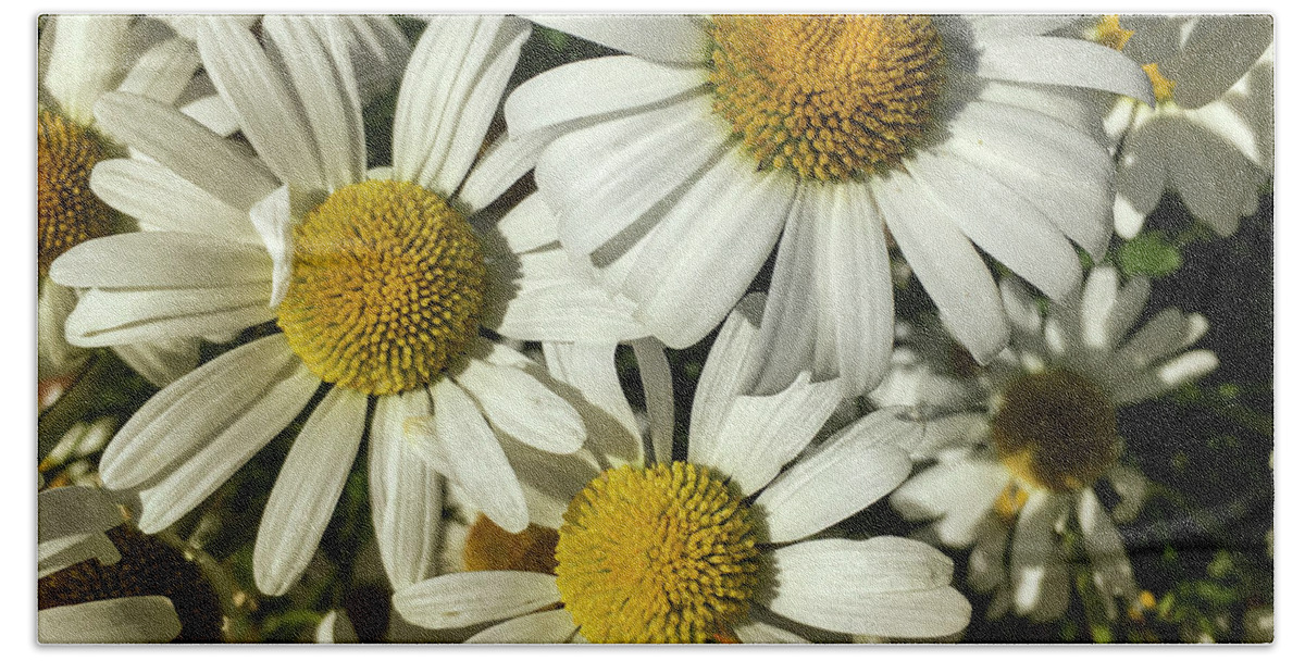 Flowers Hand Towel featuring the photograph Three Daisies by Garry McMichael
