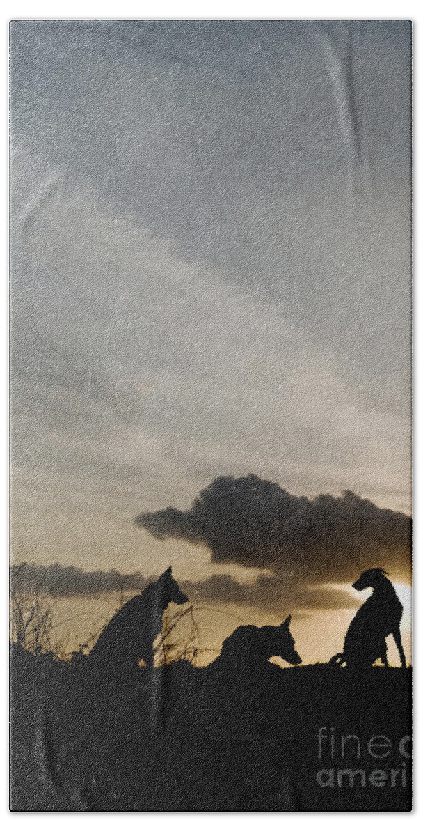 Dog Hand Towel featuring the photograph Three dogs at sunset by Clayton Bastiani