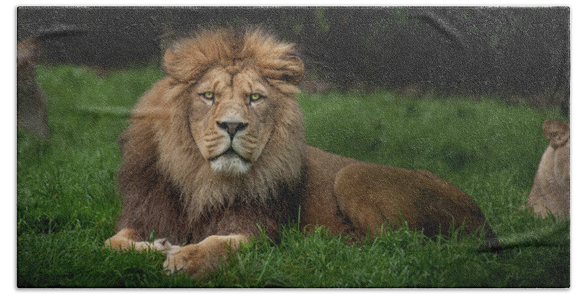 Lion Bath Towel featuring the photograph Three Lions by Nigel R Bell
