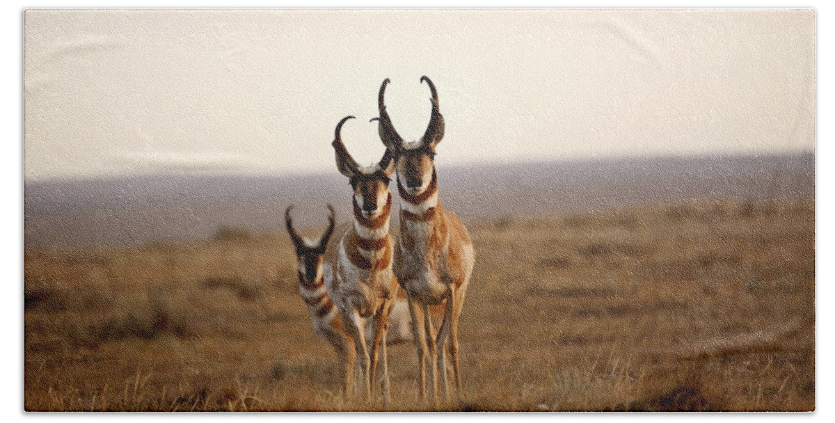 Pronghorn Antelope Hand Towel featuring the photograph Three male Pronghorn Antelopes in Alberta by Mark Duffy