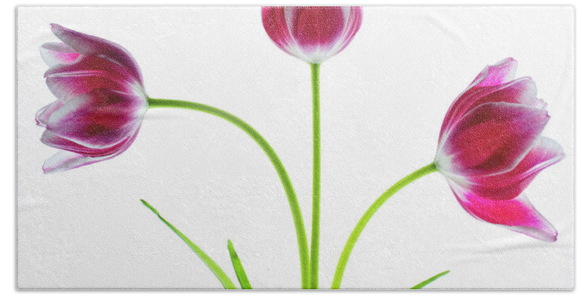Tulips Bath Towel featuring the photograph Three Red Tulips on White by Rebecca Cozart