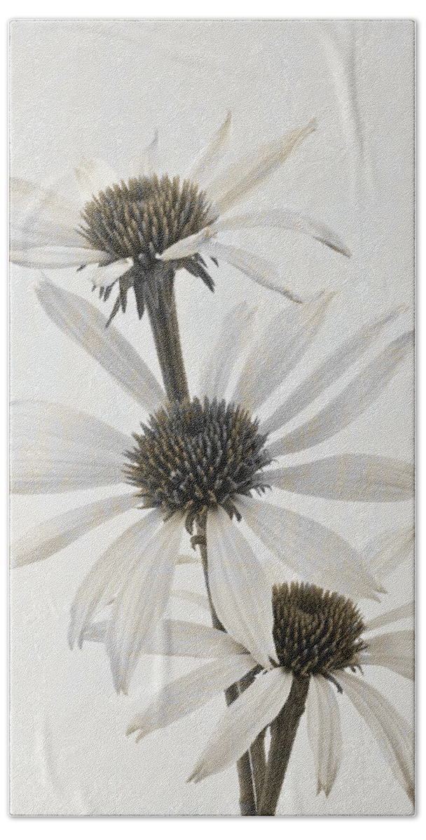 Cone Flowers Bath Towel featuring the photograph Three White Coneflowers by Sandra Foster