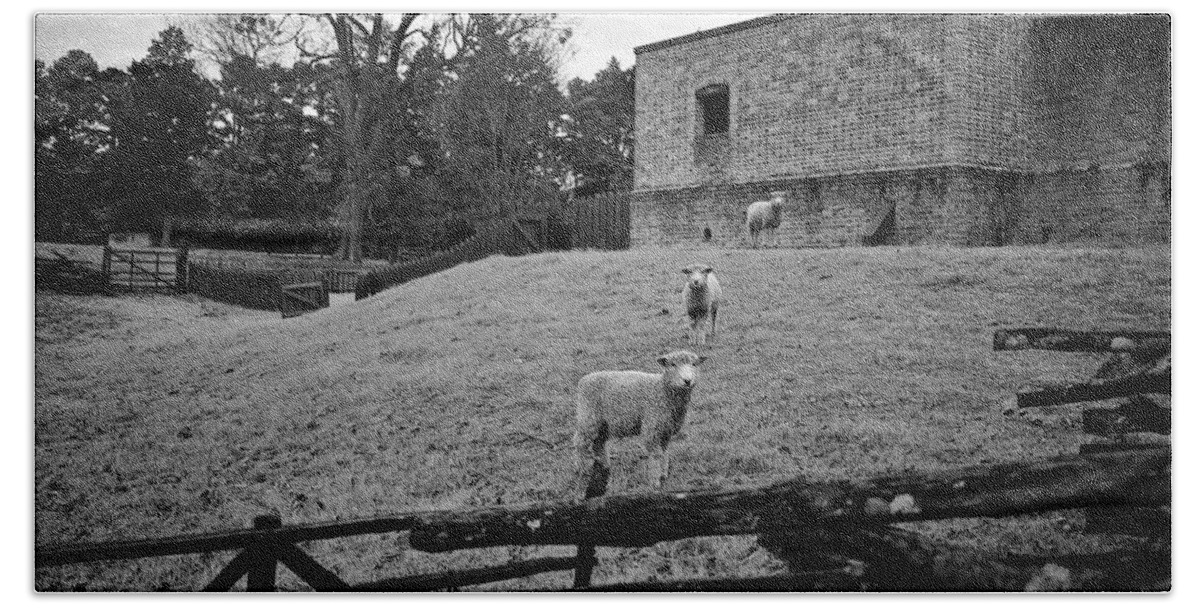Colonial Williamsburg Bath Towel featuring the photograph Three Williamsburg Sheep by Lara Morrison
