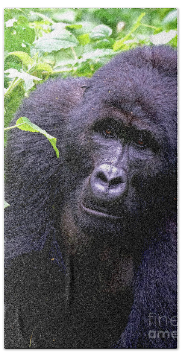 Mountain Gorilla Hand Towel featuring the photograph Tibirikwata by Michael Cinnamond