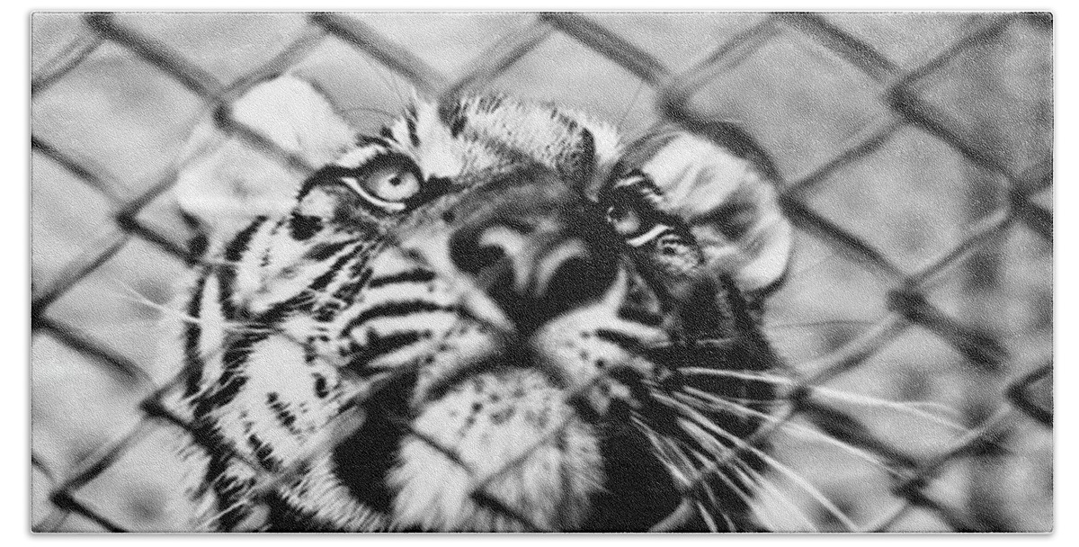 Tiger Hand Towel featuring the photograph Tiger by Aleck Cartwright