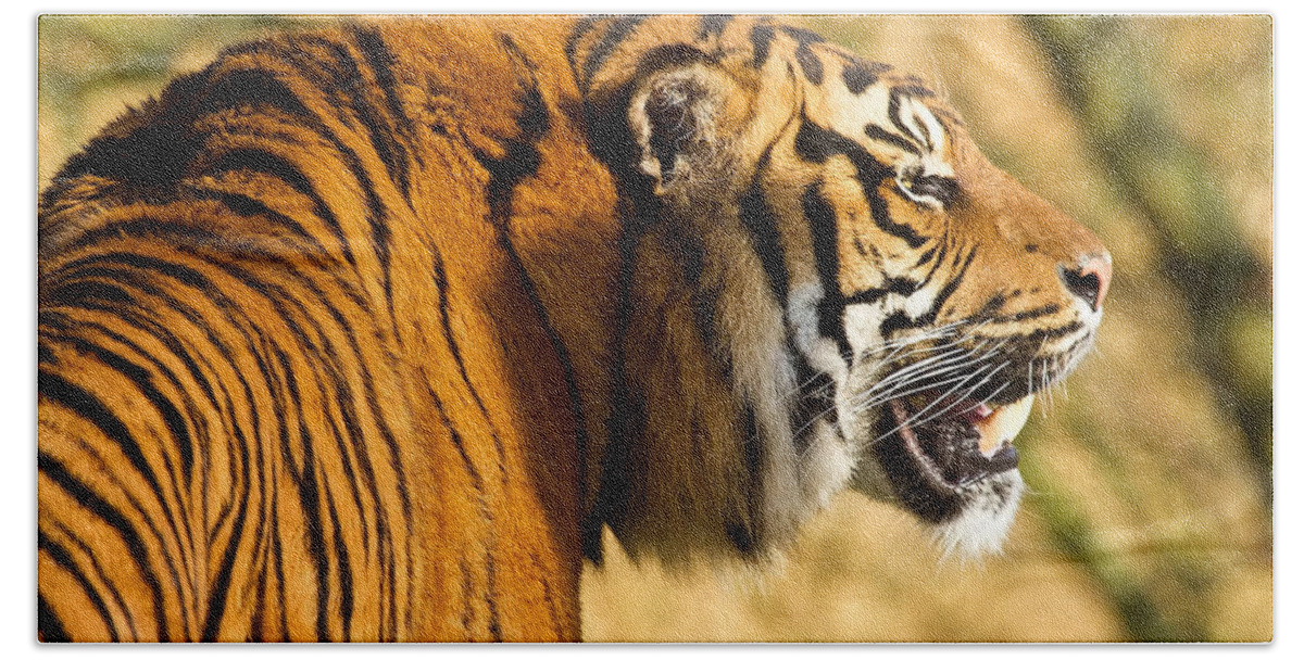 Tiger Hand Towel featuring the photograph Tiger by Jackie Russo
