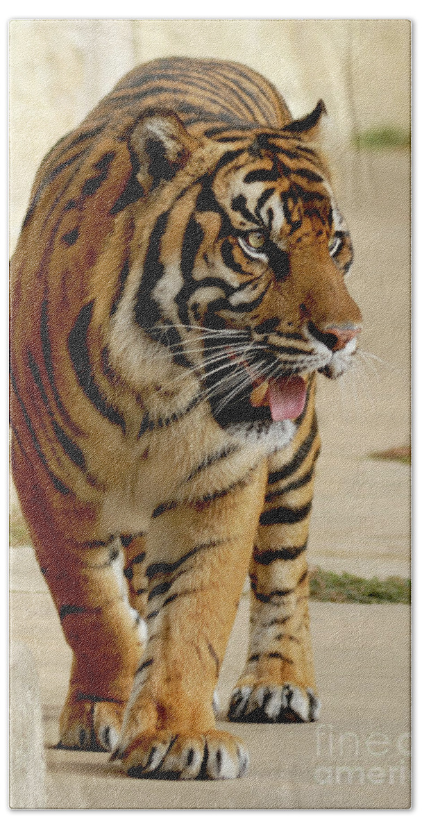 Tiger Bath Towel featuring the photograph Sumatran Tiger Pacing by Gunther Allen