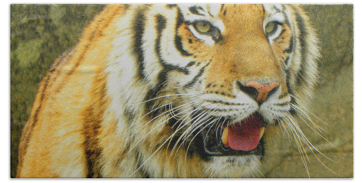 Tiger Bath Towel featuring the photograph Tiger Stare by Sandi OReilly