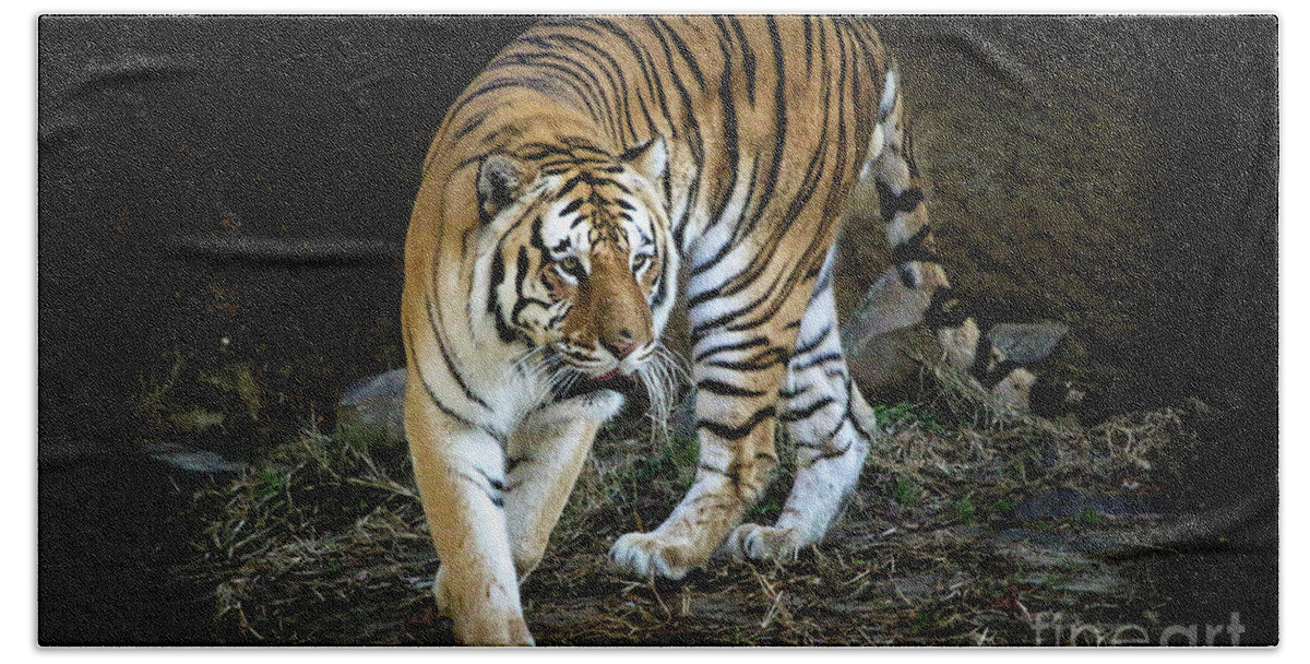 Tiger Bath Towel featuring the photograph Tiger Stripes Memphis Zoo by Veronica Batterson