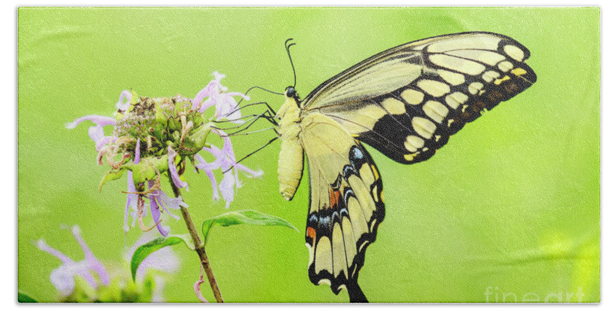 Tiger Swallowtail Hand Towel featuring the photograph Tiger Swallowtail Butterfly by Ben Graham