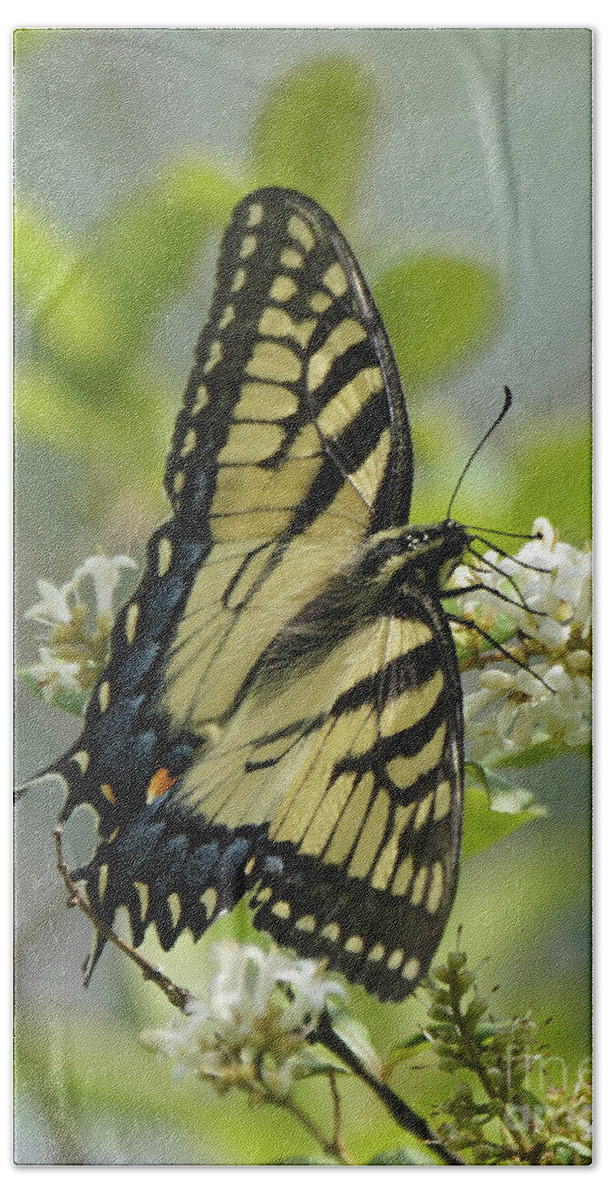 Tiger Swallowtail Butterfly Bath Towel featuring the photograph Tiger Swallowtail Butterfly in the Privet 1 by Robert E Alter Reflections of Infinity