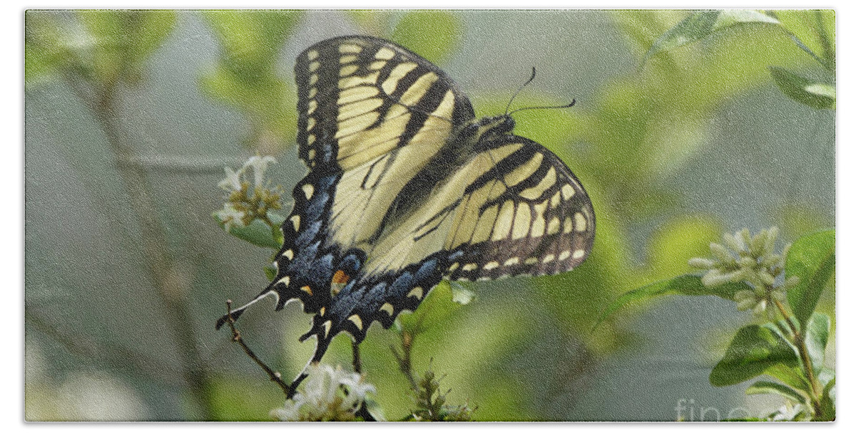 Tiger Swallowtail Butterfly Hand Towel featuring the photograph Tiger Swallowtail Butterfly in the Privet 2 by Robert E Alter Reflections of Infinity