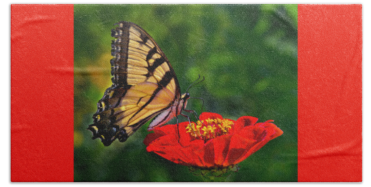 Tiger Swallowtail Hand Towel featuring the photograph Tiger Swallowtail by Jamieson Brown