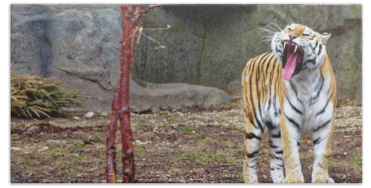 Tiger Bath Towel featuring the photograph Tiger Tiger Burning Bright by Peter Ponzio