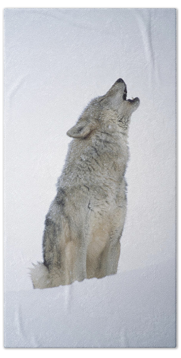 #faatoppicks Hand Towel featuring the photograph Timber Wolf Portrait Howling In Snow by Tim Fitzharris