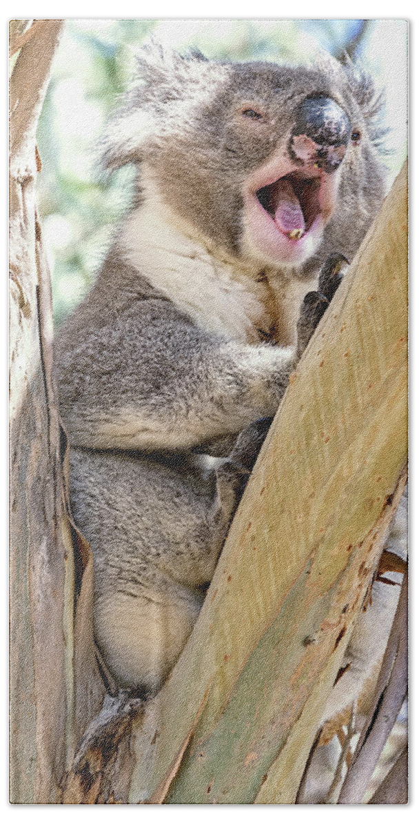 Koala Bath Towel featuring the photograph Time for a Nap by Catherine Reading