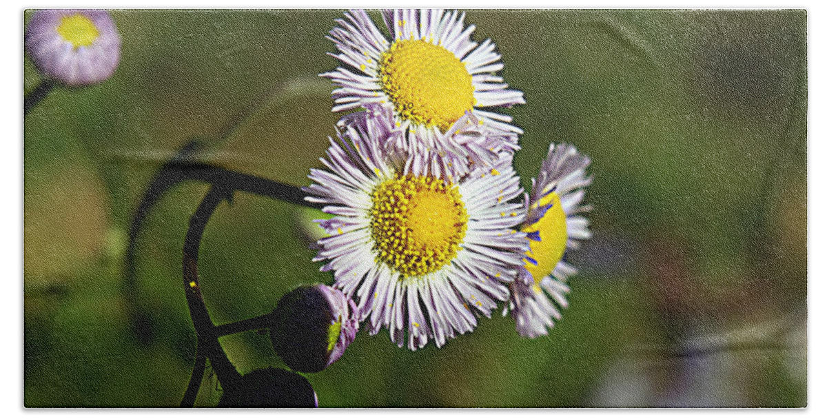 Daisy Hand Towel featuring the photograph Tiny Little Weed -2- by Bob Johnson