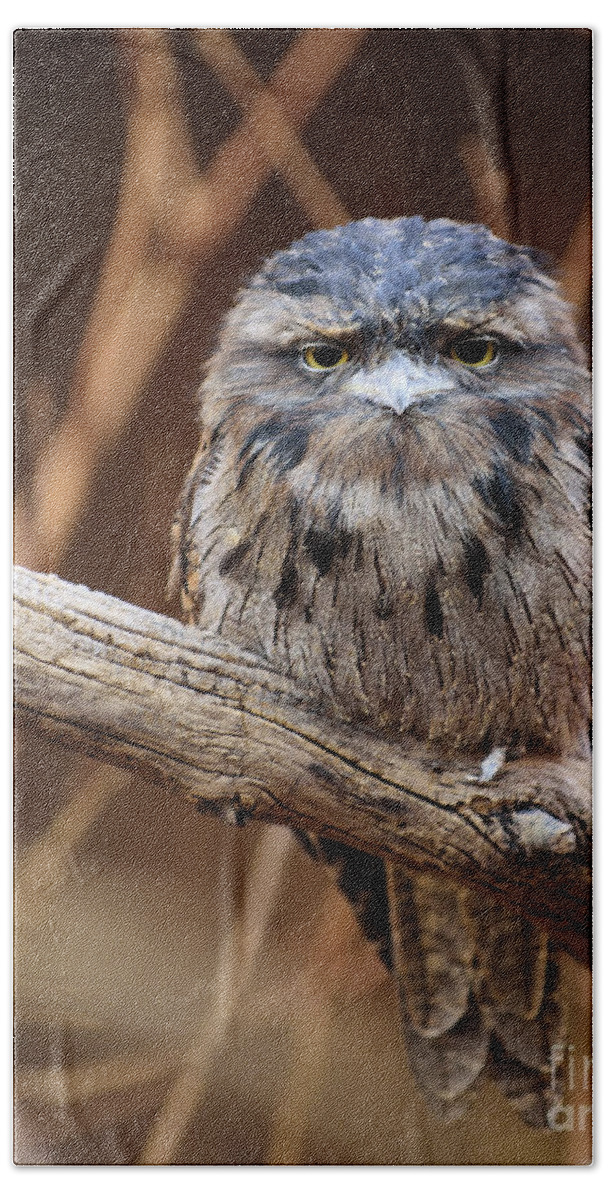 Nature Bath Towel featuring the photograph Tiny Grumpy Owl by Bill Frische
