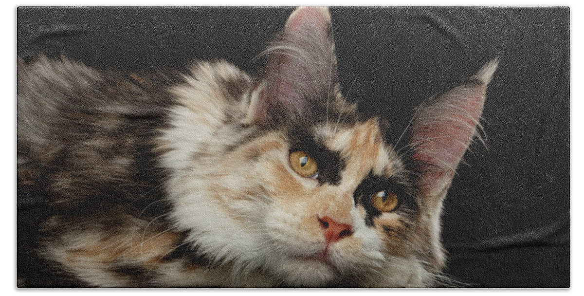 Tired Bath Towel featuring the photograph Tired Maine Coon Cat lie on Black background by Sergey Taran