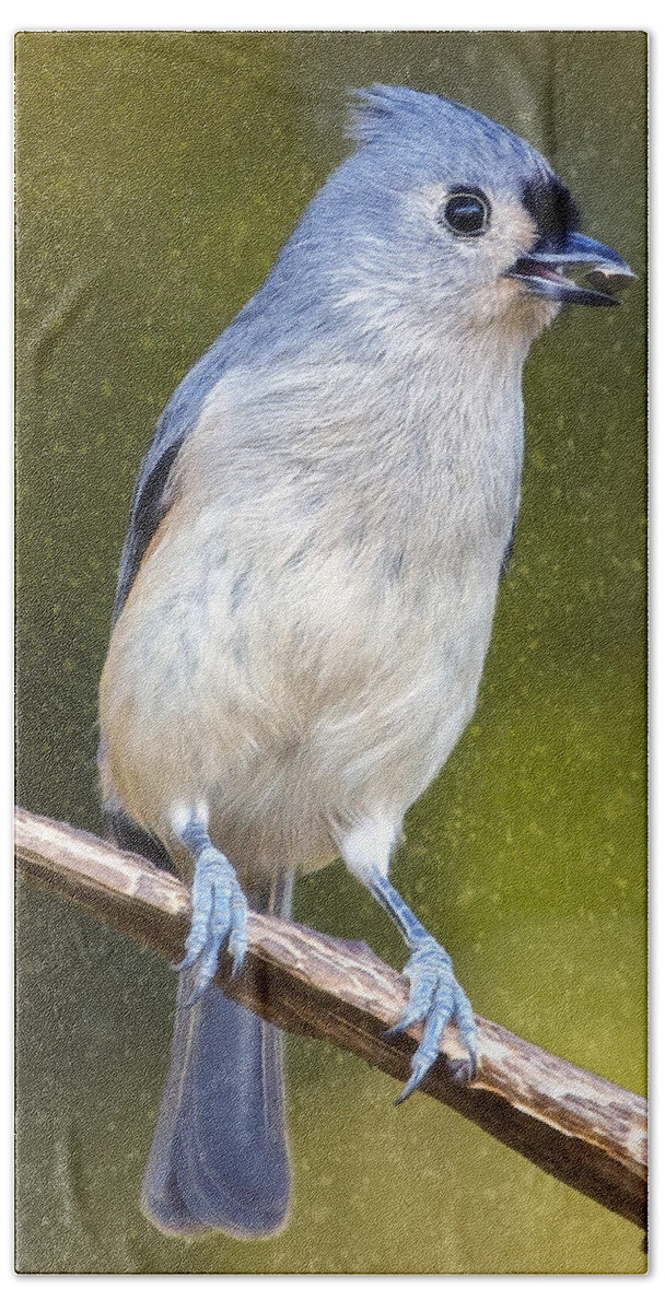 Snow Bath Towel featuring the photograph Titmouse Flurries by Bill and Linda Tiepelman