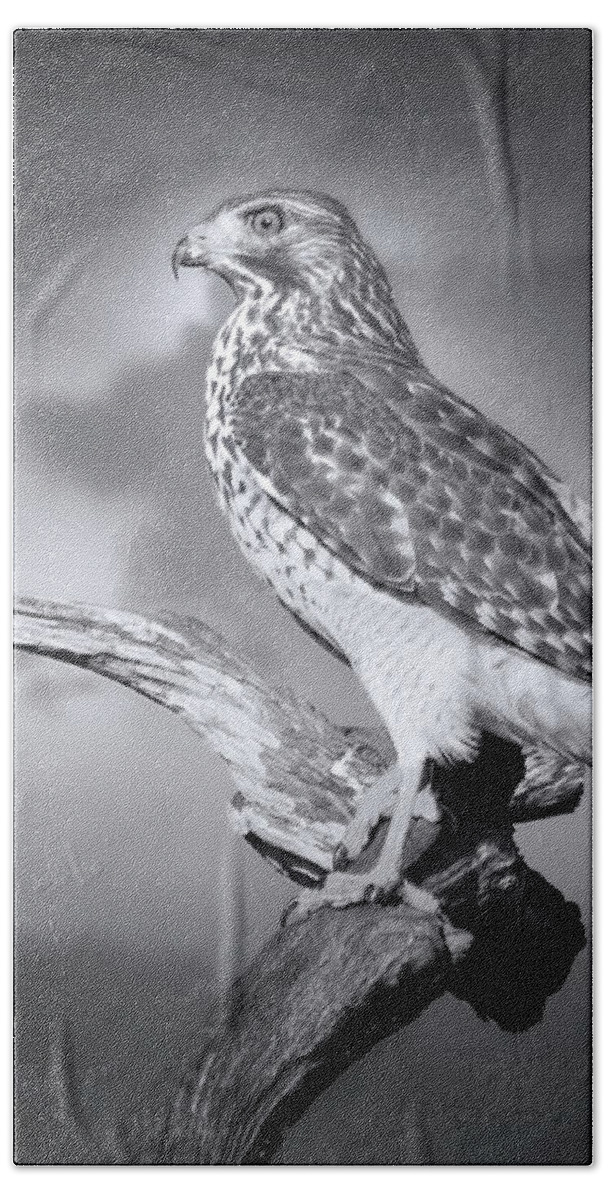 Hawk Bath Towel featuring the photograph To Rule the Sky by Mark Andrew Thomas