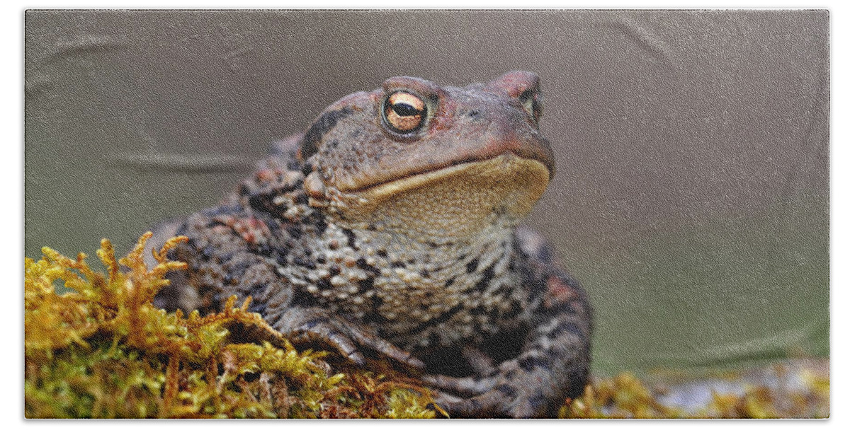 Common Toad Hand Towel featuring the photograph Toad by Gavin Macrae