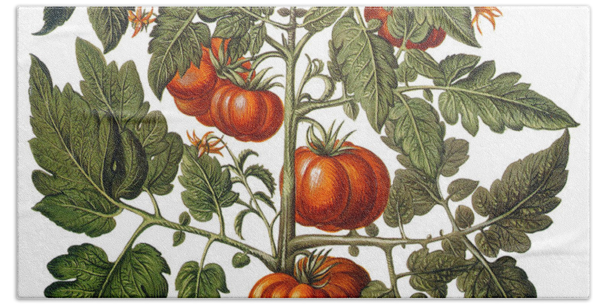 1613 Bath Towel featuring the photograph Tomato & Watermelon 1613 by Granger