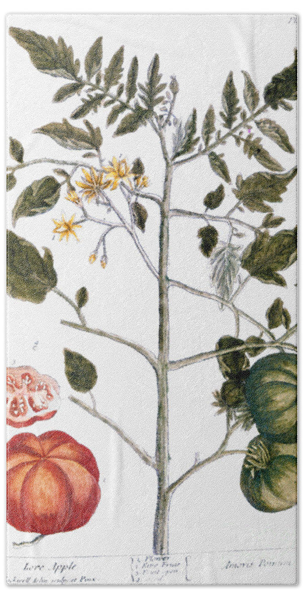 1730s Bath Towel featuring the photograph Tomato Plant, 1735 by Granger