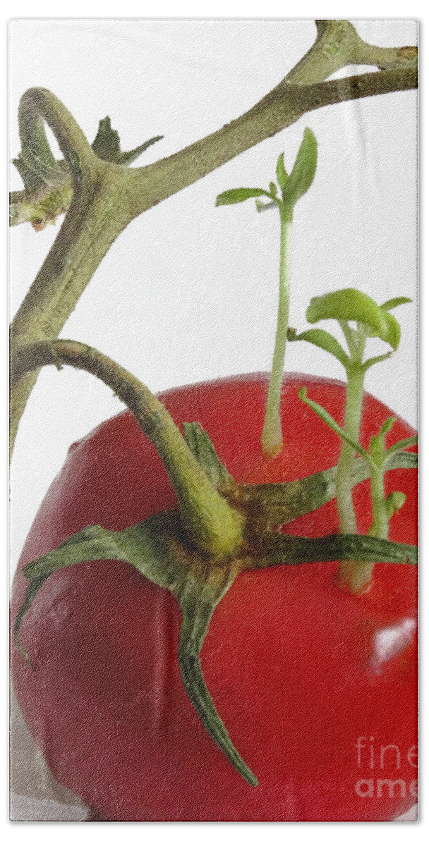 Tomato Bath Towel featuring the photograph Tomato Seedlings Sprouting by Scimat