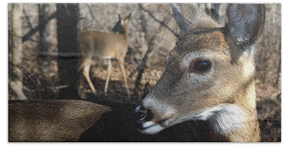 Deer Hand Towel featuring the photograph Too Cool by Bill Stephens