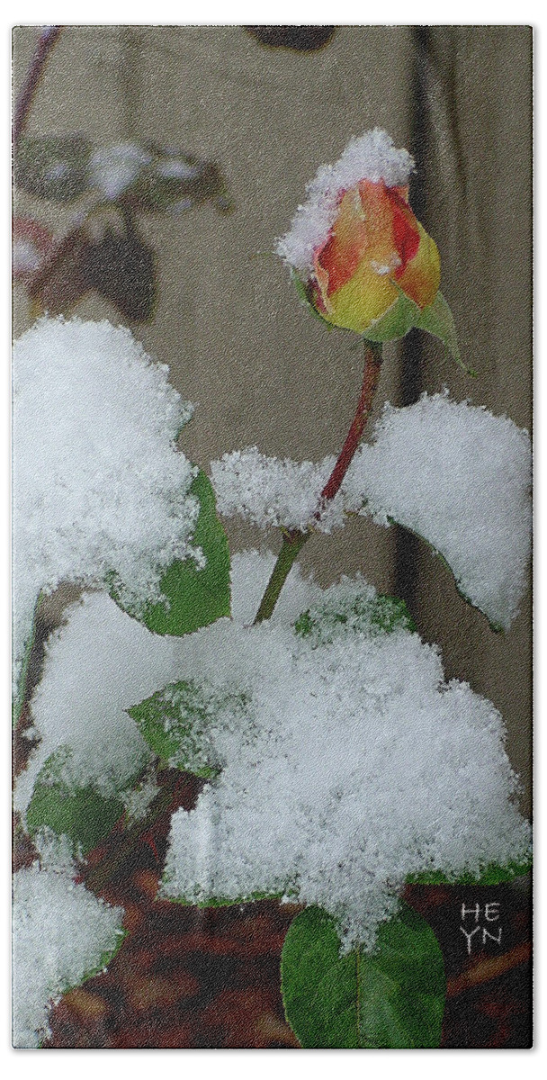Yellow Bath Towel featuring the photograph Too Soon Winter - Yellow Rose by Shirley Heyn