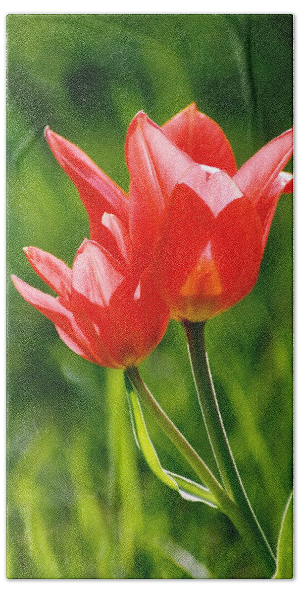Flowers Hand Towel featuring the photograph Toronto tulip by Steve Karol