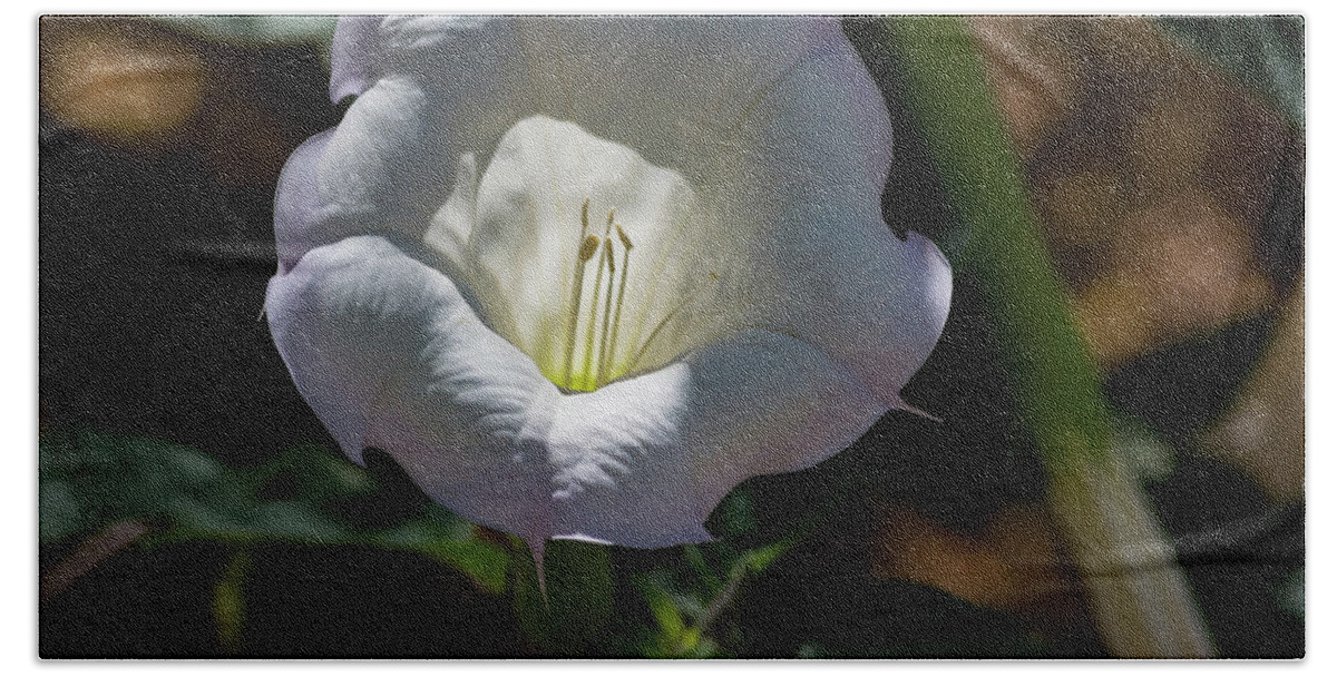 Flower Hand Towel featuring the photograph Touch of Color by Douglas Killourie