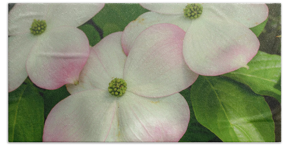 Dogwood Bath Towel featuring the photograph Touch of Pink2 by Doug Scrima