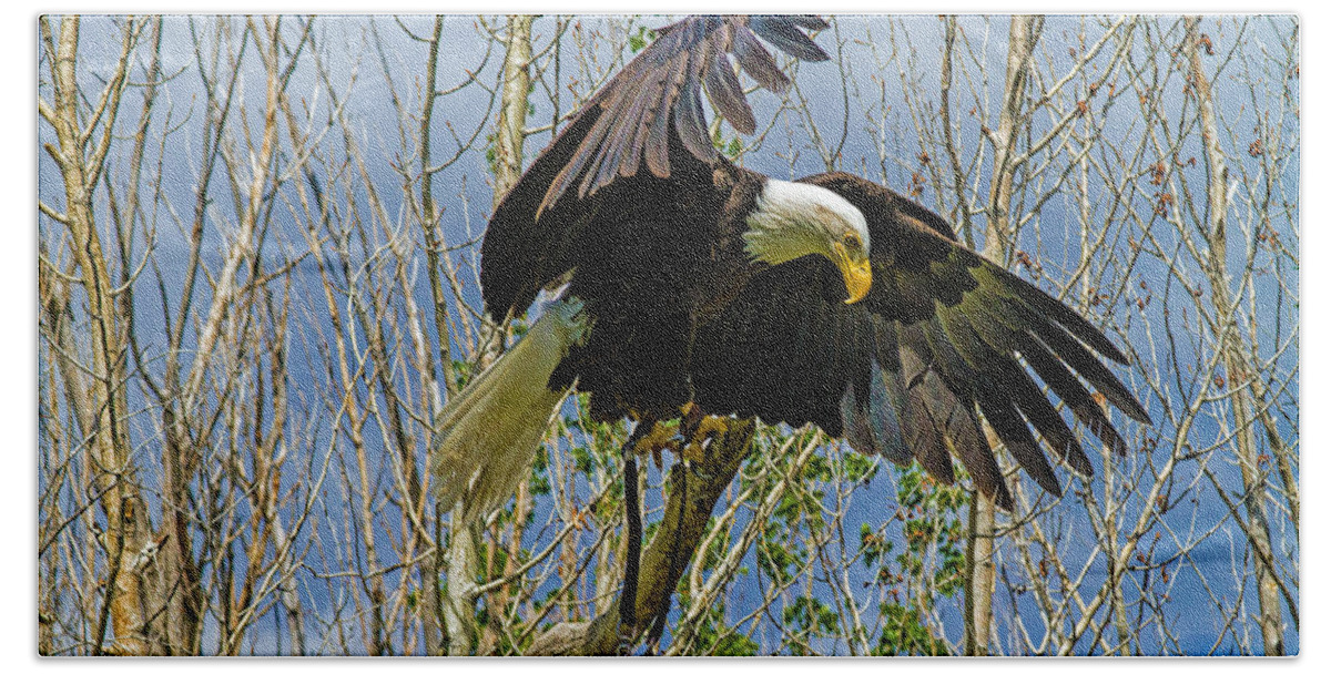 Bald Eagle Hand Towel featuring the photograph Touchdown by Alana Thrower