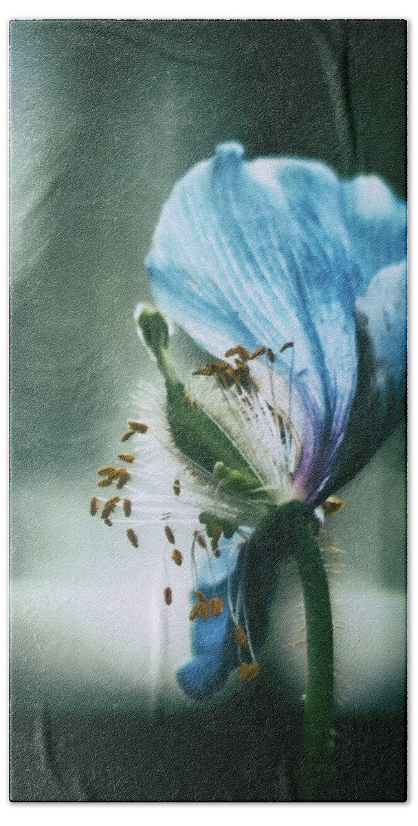 Flower Hand Towel featuring the photograph Touched by Light by Scott Wyatt