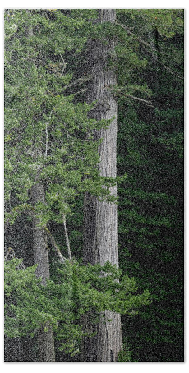 Redwoods Hand Towel featuring the photograph Towering by Greg Nyquist