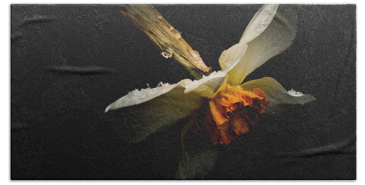 Flower Bath Towel featuring the photograph Transition by Allin Sorenson