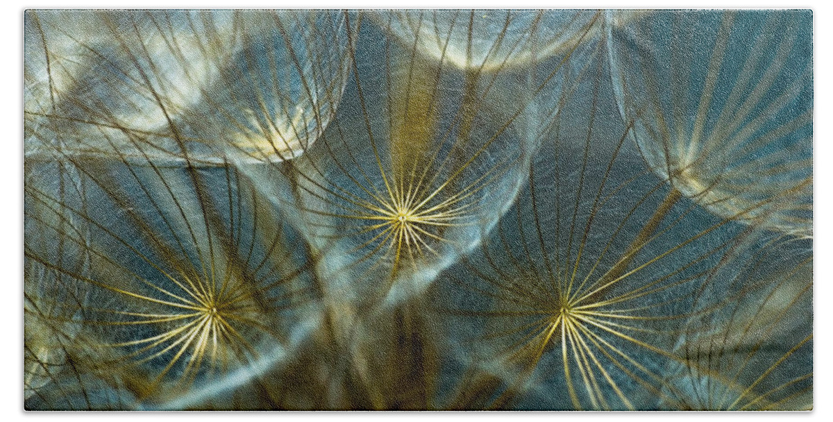 Dandelion Bath Sheet featuring the photograph Translucid Dandelions by Iris Greenwell