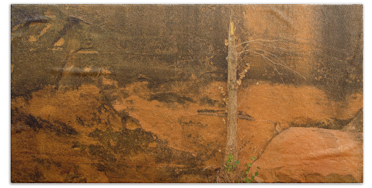 Coyote Gulch Hand Towel featuring the photograph Tree and sandstone by Kunal Mehra