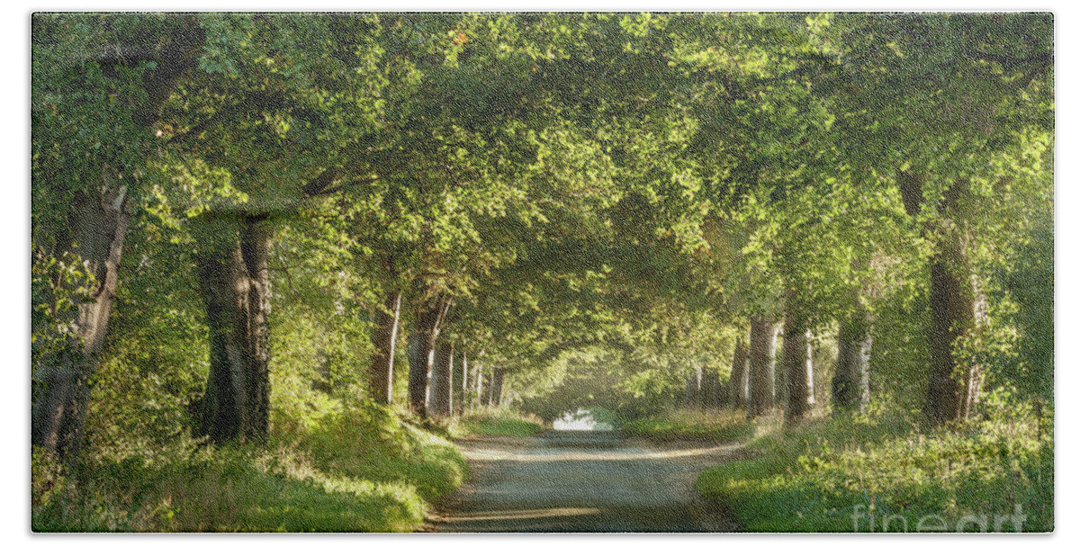 Landscape Bath Towel featuring the photograph Tree arches over a country lane by Simon Bratt